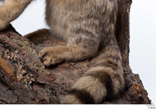 Wildcat Felis silvestris tail 0001.jpg
